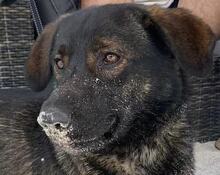 BRUNOC, Hund, Mischlingshund in Morbach - Bild 4