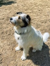TIMMY, Hund, Mioritic Hirtenhund in Lehrte - Bild 13