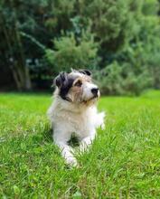 TIMMY, Hund, Mioritic Hirtenhund in Lehrte - Bild 4