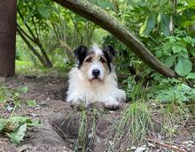 TIMMY, Hund, Mioritic Hirtenhund in Lehrte - Bild 5