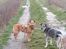 VIVIAN, Hund, Mischlingshund in Uedem - Bild 3