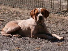 GIN, Hund, Pointer in Spanien - Bild 2