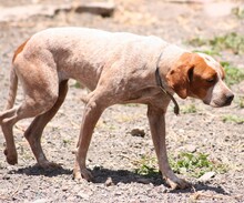 GIN, Hund, Pointer in Spanien - Bild 3