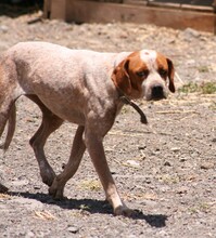 GIN, Hund, Pointer in Spanien - Bild 4
