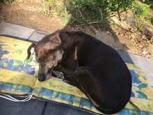 MORENA, Hund, Mischlingshund in Spanien - Bild 2