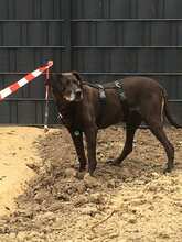 MORENA, Hund, Mischlingshund in Krefeld - Bild 14