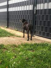 MORENA, Hund, Mischlingshund in Krefeld - Bild 23