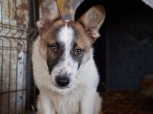 GAMBIT, Hund, Mischlingshund in Rumänien - Bild 1