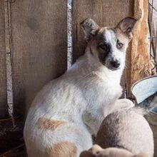 GAMBIT, Hund, Mischlingshund in Rumänien - Bild 2