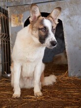 GAMBIT, Hund, Mischlingshund in Rumänien - Bild 3
