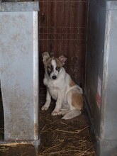 GAMBIT, Hund, Mischlingshund in Rumänien - Bild 4