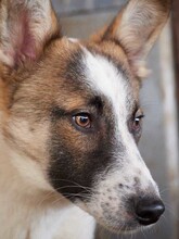 GAMBIT, Hund, Mischlingshund in Rumänien - Bild 5