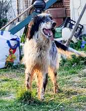 DAGO, Hund, English Setter in Italien - Bild 3