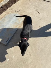 BLACKY, Hund, Mischlingshund in Rumänien - Bild 10