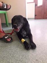 BLACKY, Hund, Mischlingshund in Rumänien - Bild 11