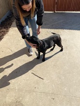 BLACKY, Hund, Mischlingshund in Rumänien - Bild 9