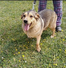 KOULA, Hund, Mischlingshund in Griechenland - Bild 1