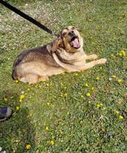 KOULA, Hund, Mischlingshund in Griechenland - Bild 2