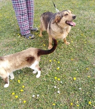 KOULA, Hund, Mischlingshund in Griechenland - Bild 4