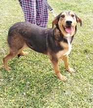ZOE, Hund, Mischlingshund in Griechenland - Bild 6