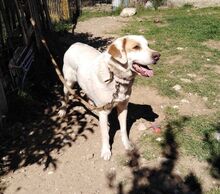 NADAL, Hund, Mischlingshund in Griechenland - Bild 3