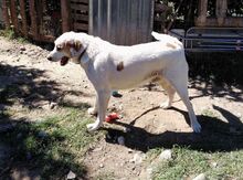 NADAL, Hund, Mischlingshund in Griechenland - Bild 5