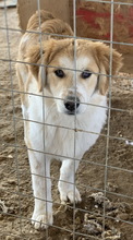 IMAN, Hund, Mischlingshund in Griechenland - Bild 3