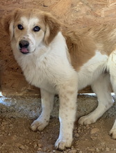 IMAN, Hund, Mischlingshund in Griechenland - Bild 5