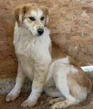 IMAN, Hund, Mischlingshund in Griechenland - Bild 6