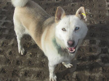 MILOU, Hund, Siberian Husky-Mix in Bulgarien - Bild 1