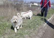 GRACEY, Hund, Hütehund-Mix in Bulgarien - Bild 13