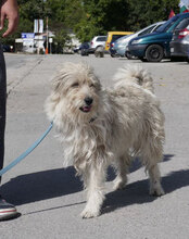 GRACEY, Hund, Hütehund-Mix in Bulgarien - Bild 21