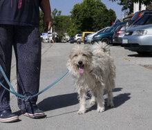 GRACEY, Hund, Hütehund-Mix in Bulgarien - Bild 22