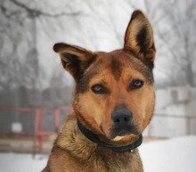SPAJKY, Hund, Mischlingshund in Slowakische Republik - Bild 1
