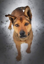 SPAJKY, Hund, Mischlingshund in Slowakische Republik - Bild 2
