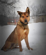 SPAJKY, Hund, Mischlingshund in Slowakische Republik - Bild 3