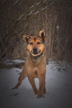 SPAJKY, Hund, Mischlingshund in Slowakische Republik - Bild 5