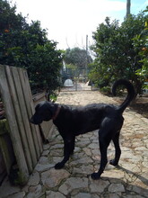 CHURCHILL, Hund, Perro de Pastor Mallorquin in Spanien - Bild 10