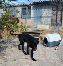 CHURCHILL, Hund, Perro de Pastor Mallorquin in Spanien - Bild 18