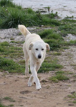 NEBBIA, Hund, Mischlingshund in Italien