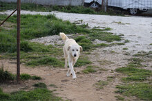 NEBBIA, Hund, Mischlingshund in Italien - Bild 2