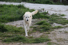 NEBBIA, Hund, Mischlingshund in Italien - Bild 3