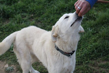 NEBBIA, Hund, Mischlingshund in Italien - Bild 4