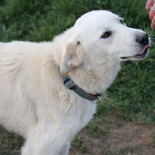 NEBBIA, Hund, Mischlingshund in Italien - Bild 5