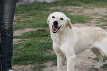 NEBBIA, Hund, Mischlingshund in Italien - Bild 7