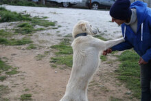 NEBBIA, Hund, Mischlingshund in Italien - Bild 8