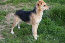 ASIA, Hund, Mischlingshund in Italien - Bild 1