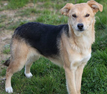 ASIA, Hund, Mischlingshund in Italien - Bild 2