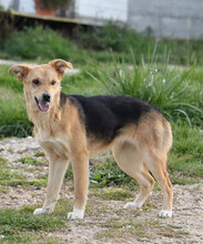 ASIA, Hund, Mischlingshund in Italien - Bild 4