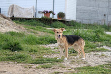 ASIA, Hund, Mischlingshund in Italien - Bild 7
